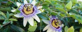 Herbal Cures for anxiety: PASSIONFLOWER