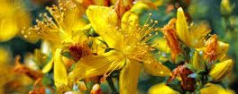 Herbal Cures for anxiety: ST JOHN’S WORT