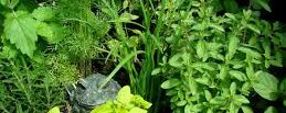 PLANT AND HERB MAGICK