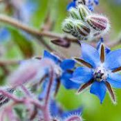 Borage ( Borage offcinalis)