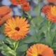 Calendula