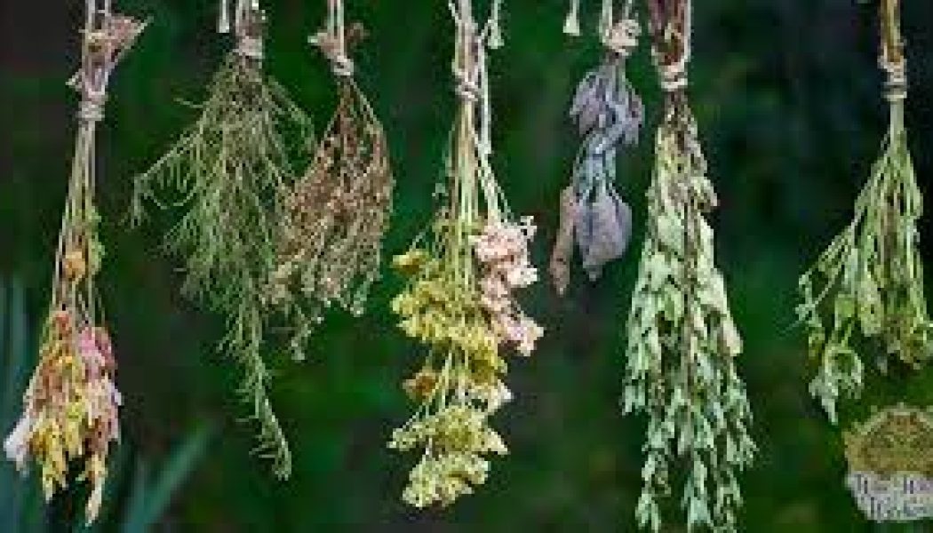 Herbs according to your birth sign