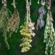 Herbs according to your birth sign