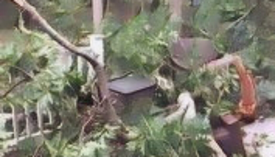 Hedgewitch: Celebrating Your Personal Environment