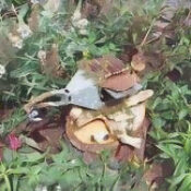 Hedgewitch Primal Language Exercise