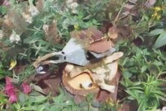 Hedgewitch Primal Language Exercise