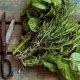 How to Harvest Plants and Herbs