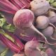 Kitchen Witch: Beet