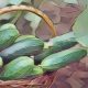Kitchen Witch: Cucumber