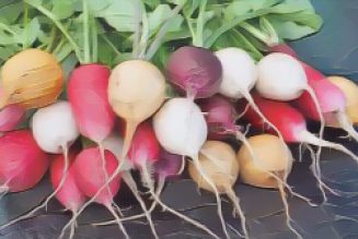 Kitchen Witch: Radish
