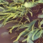 Kitchen Witch: Spirulina