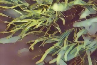 Kitchen Witch: Spirulina
