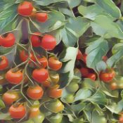 Kitchen Witch: Tomato