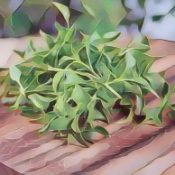 Kitchen Witch: Watercress