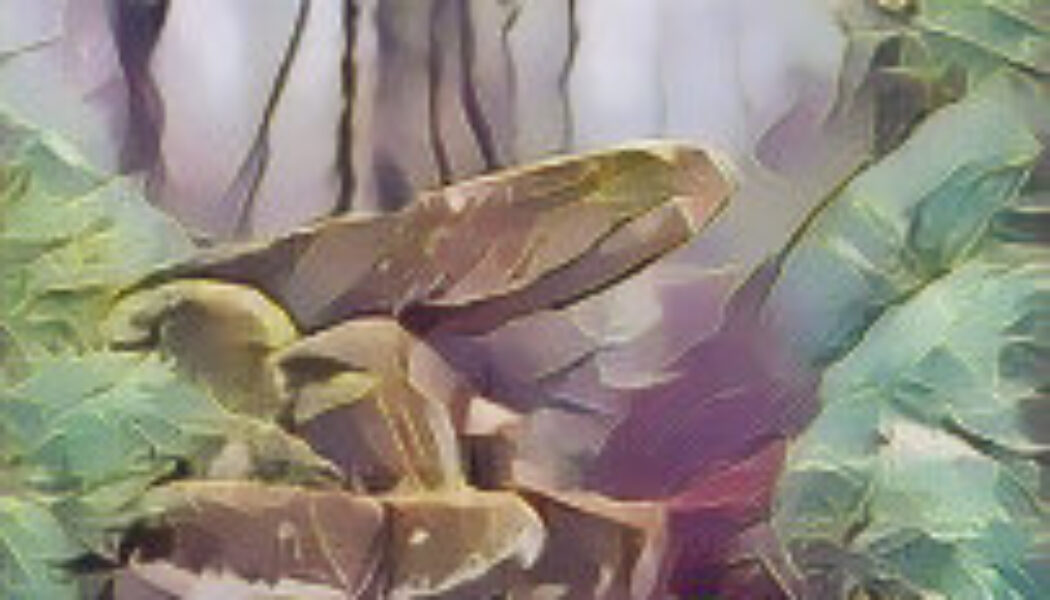 Rite of the Enchanted Woods