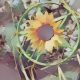 Summer Solstice Rites and Rituals for a Hedgewitch