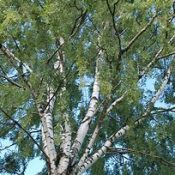 BIRCH (Betula Pedula)