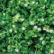 Chickweed (Stellaria media)