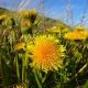 The Hedge Craft – Dandelion (Taraxacum officinale)
