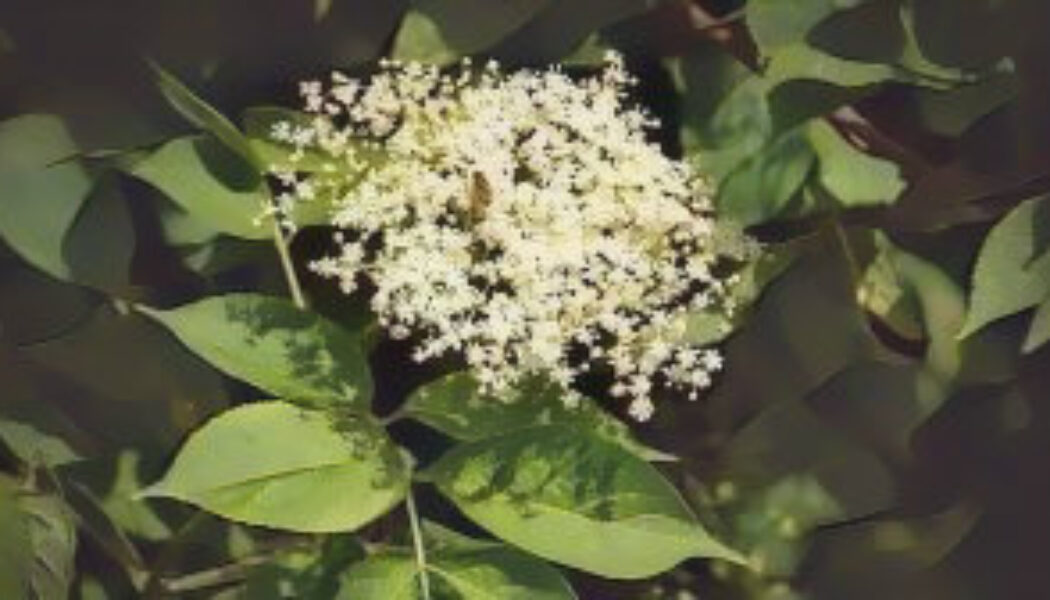 The Hedge Craft – Elder (Sambuccus nigra)