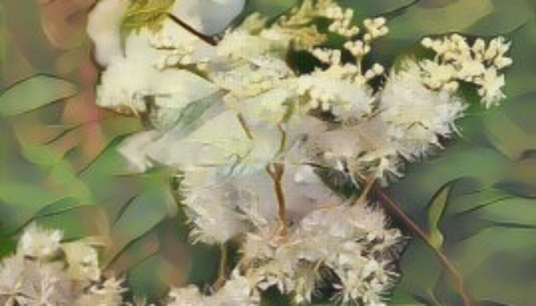 The Hedge Craft – Meadowsweet (Filipendula ulmaria)