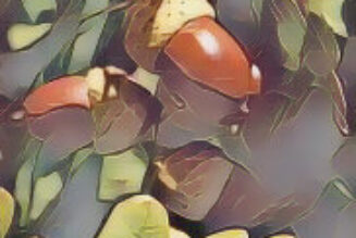 The Hedge Craft – OAK (Quercus robur)