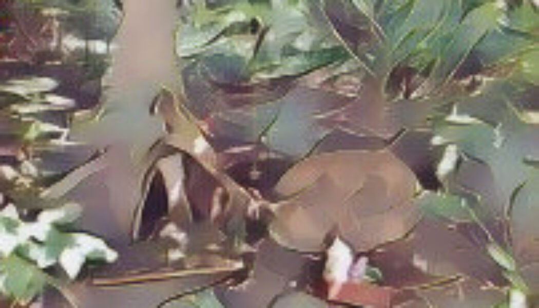 The Hedge – Hedge Riding