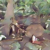 The Hedge – Hedge Riding