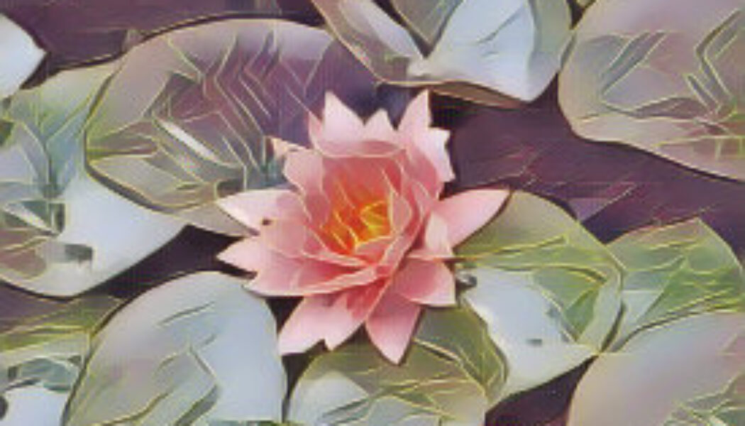 Water Lilly