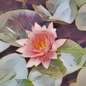 Water Lilly