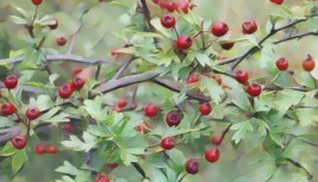 Hawthorn (Crataegus oxycanthus)