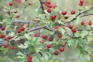 Hawthorn (Crataegus oxycanthus)