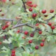 Hawthorn (Crataegus oxycanthus)
