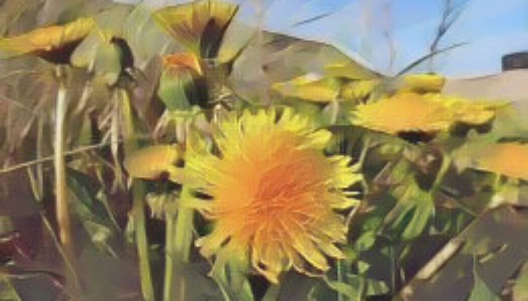 Dandelion (taraxacum officinale)