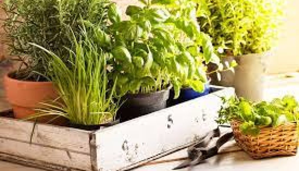 Growing Your Herbs Indoors