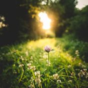 Solitary Pagan Witches: Celebrating the Solstices Alone