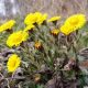 COLTSFOOT