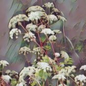 Angelica Tea