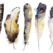 Working with Feathers