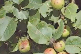 Apples in Folklore