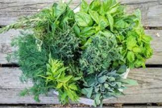 Collecting Herbs for Magical Workings