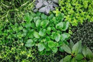 Herbs for Your Spring Garden