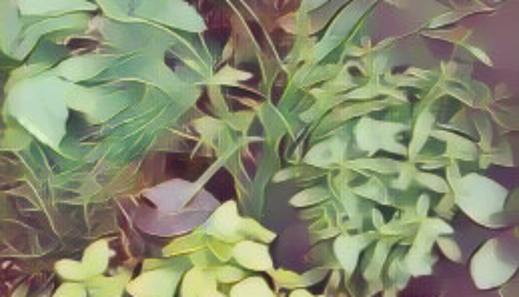 Plant and Herb Magick