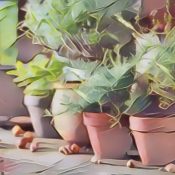 The Urban Herb Garden