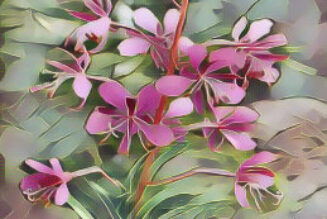 Willow Herb Epilobium