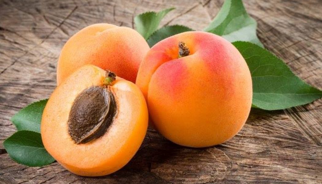 Apricot – Love.