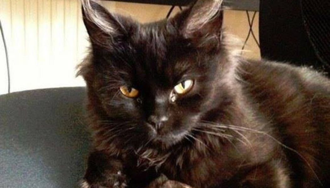 Black Cats Are Incarnations of Satan