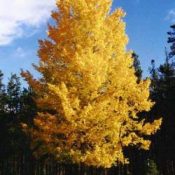 Aspen