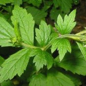 Avens the Magick of