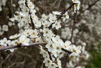 Blackthorn in Bloom